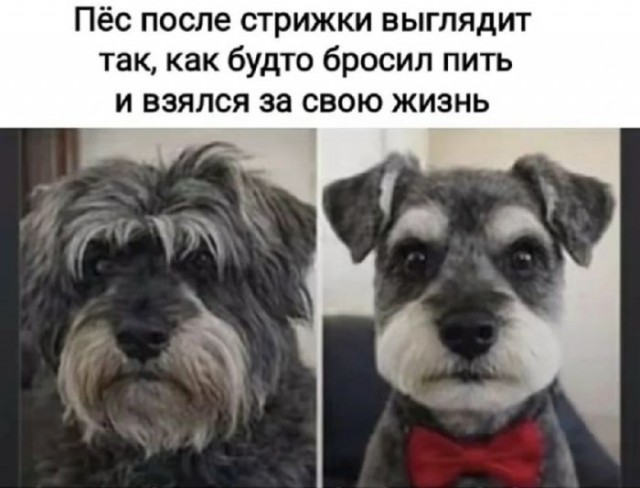 Картинки для деградации 164 (разной степени свежести)