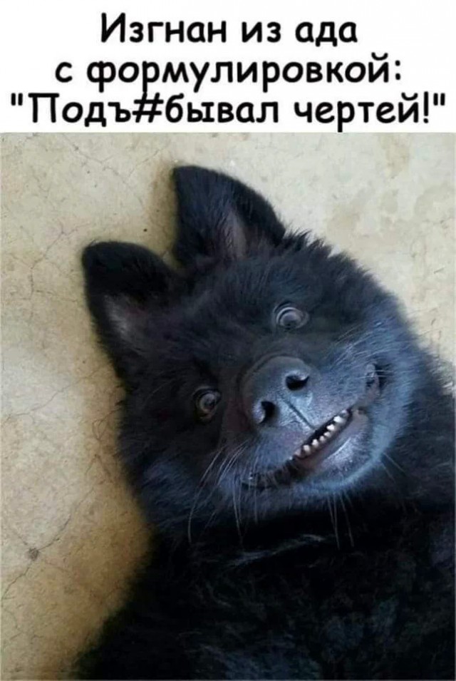 Картинки для деградации 247 (разной степени свежести)