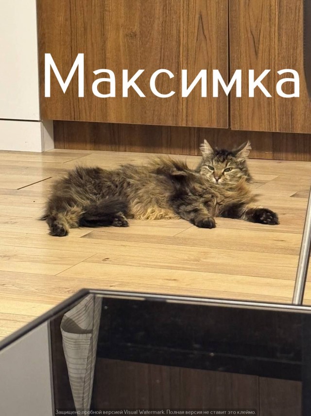 Жизнь домашнего приюта "Котоленд" 560