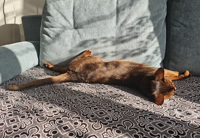 Очередной котовторник
