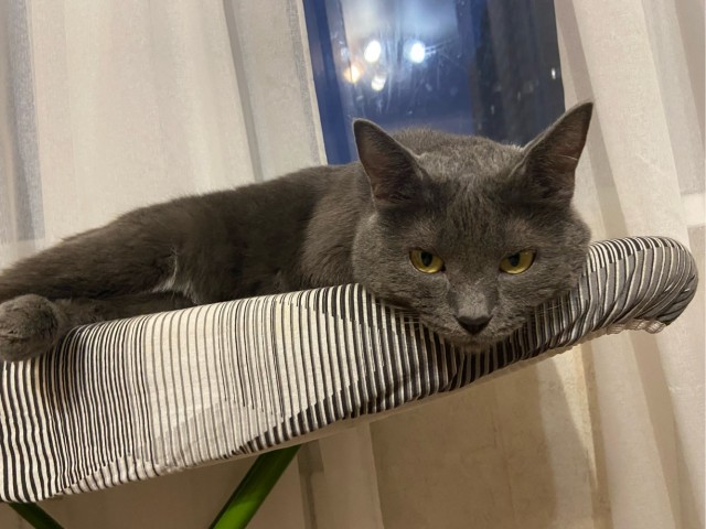 Котики.