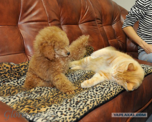Котовторник 04.03.2014
