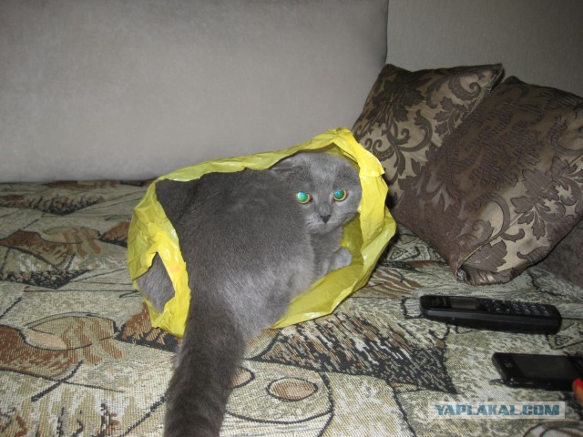 Котовторник 18.03.2014