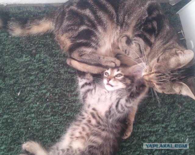 А у нас сегодня кошка родила вчера котят
