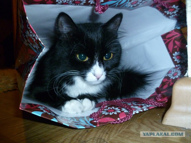 Котовторник 27.5.2014
