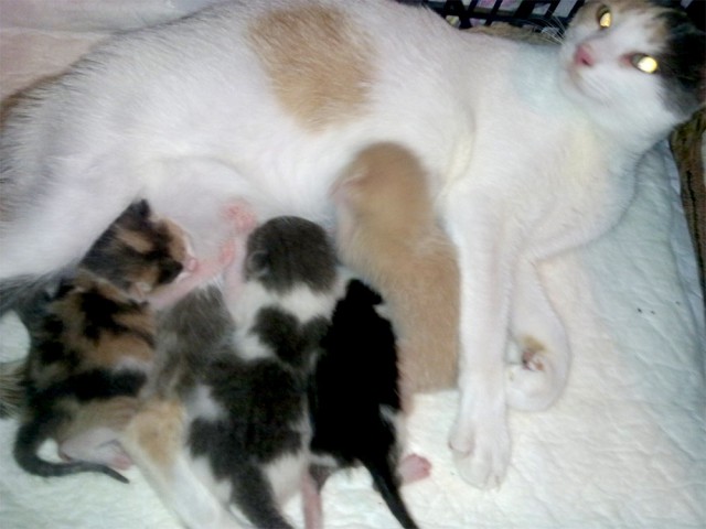 Котовторник 12.08.2014