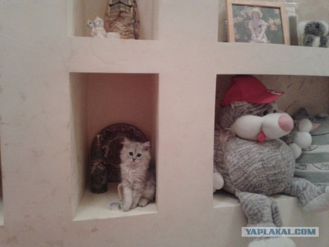 Котовторник 09.09.2014