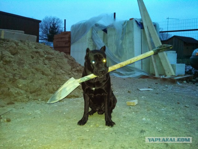 Самые популярные породы собак