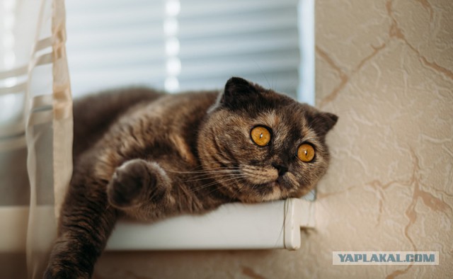 Котовторник 09.06.2015