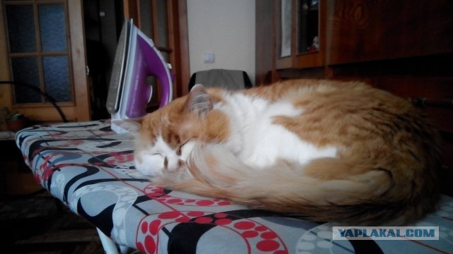 Котовторник