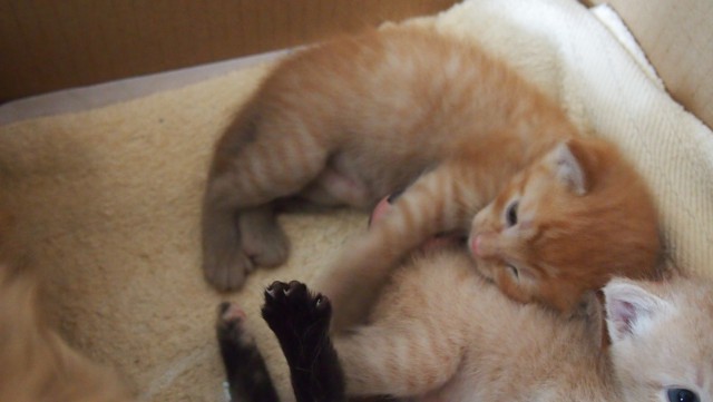 Котовторник 7.07.2015