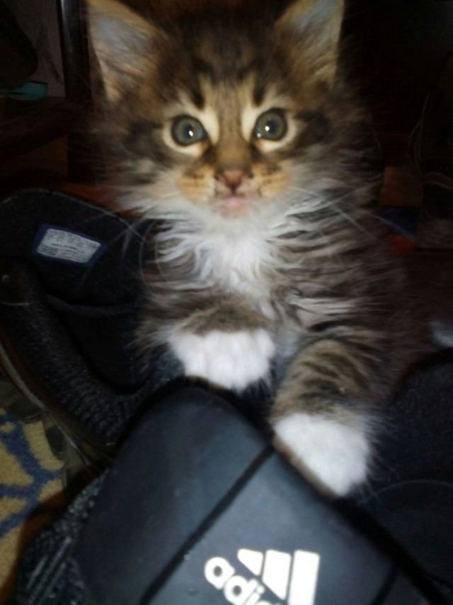 Котовторник наступил!:)