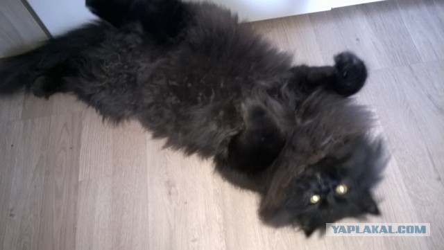 Котовторник 06.10.2015