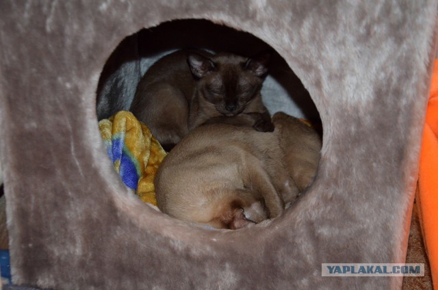 Котовторник  10.11.2015