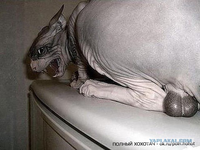 Не все котики одинаково фотогеничны