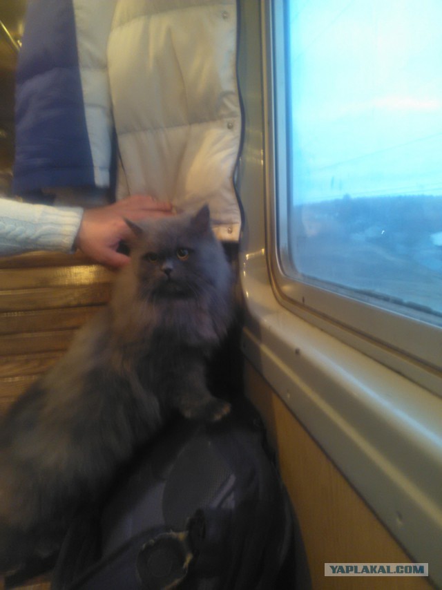 Котовторник 24.11.2015
