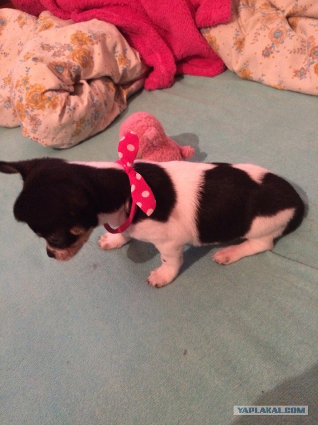 Собакочетверг же, ау!