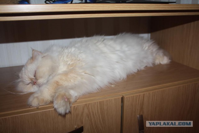 Котооо-о-о-вторник
