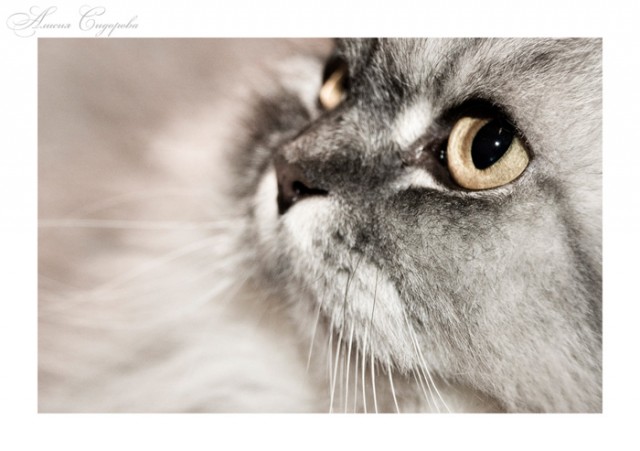 Коты, кошки, котята