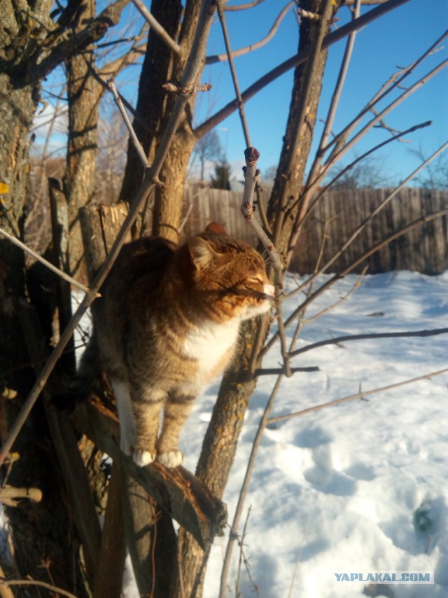 Котовторник 22.03.2016