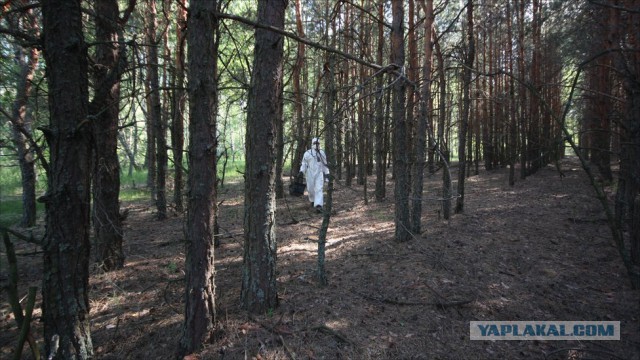 Самые страшные леса мира