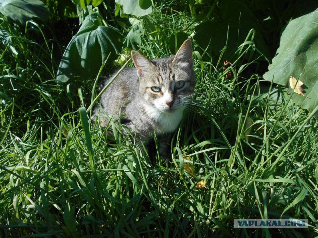 Жизнь домашнего приюта для котеек 128