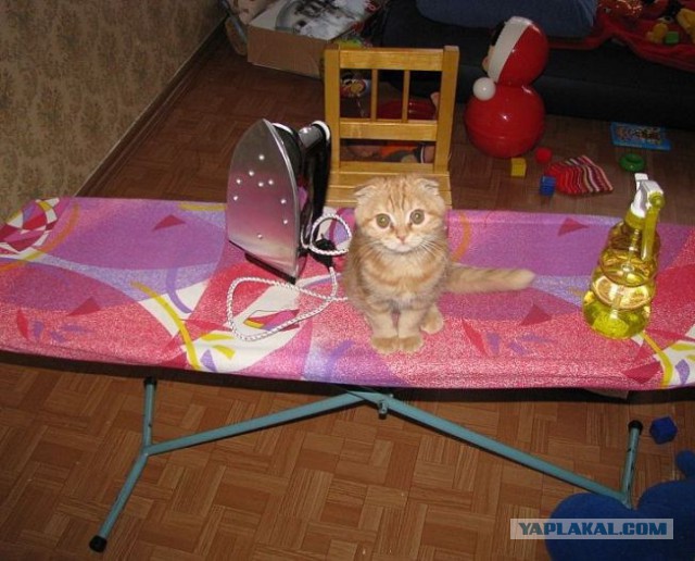 Я конечно люблю котиков, но иногда они реально как заноза в заднице