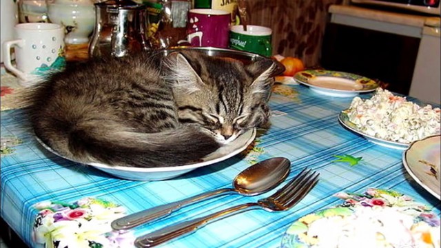 Коты из сети