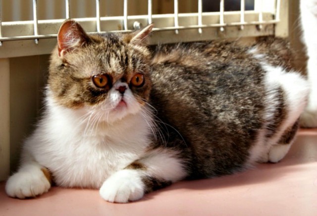 Коты из сети
