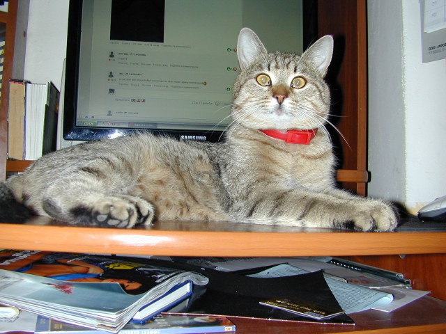 Дом для кота