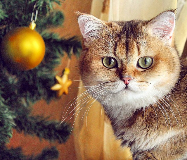 Коты из сети