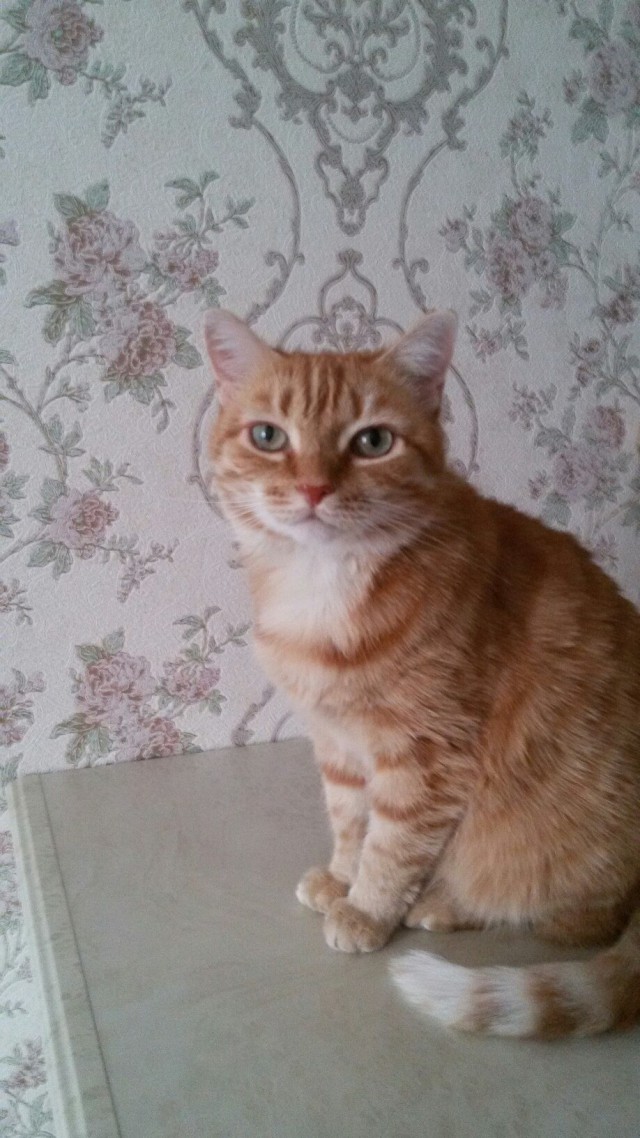 Котовторник  14.02.2017