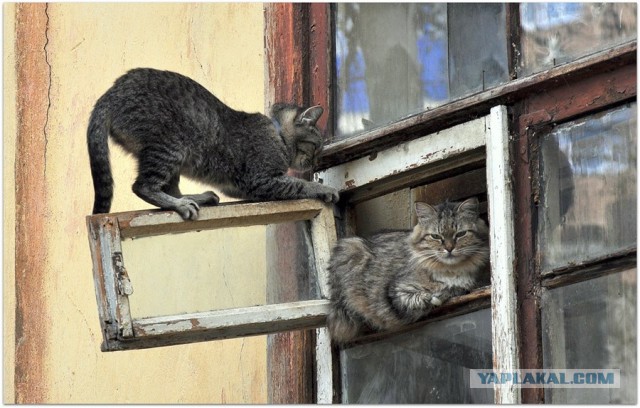 Котовторник 07.03.2017