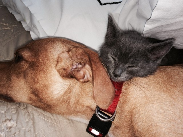 Коты и Кошки