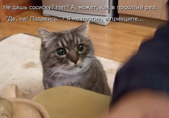 Коты и Кошки
