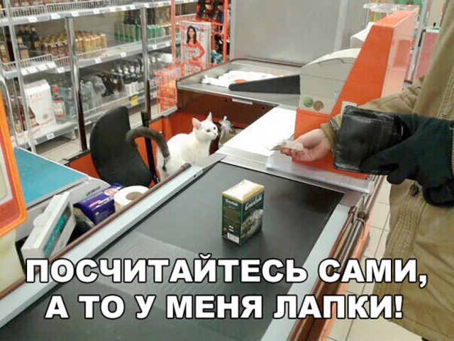 Коты и Кошки