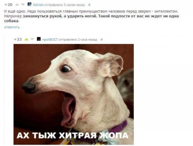Что делать, если на вас напала собака: 5 важных советов