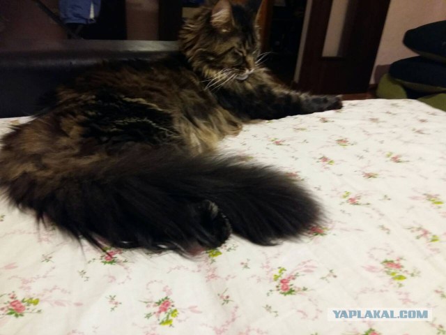 Котовторник  19.12.2017