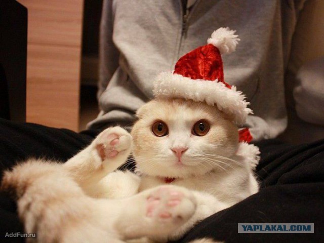 Котовторник!