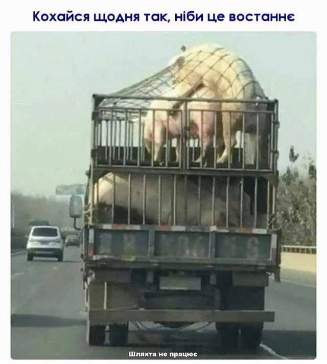 Эпическая борьба человека и свиньи