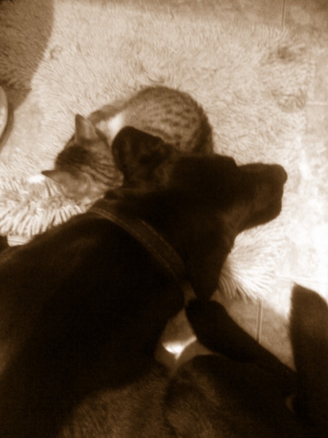 Как кот поел зубной пасты