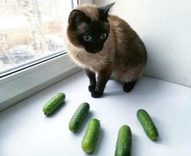 Прикольных котов пост