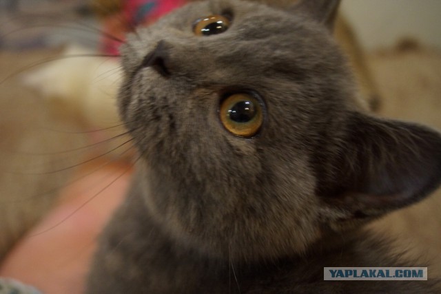 Котовторник 9.01.2018