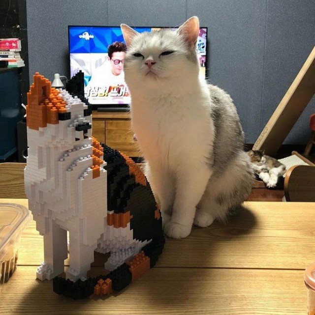 Фотобомбы котов