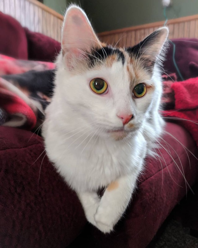 Котовторник 13.03.2018