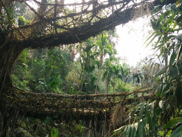 К живым мостам и обратно. Заметки из Индии