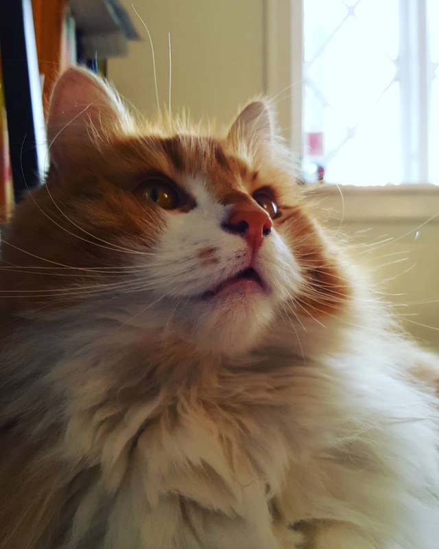 Котовторник 24.04.2018