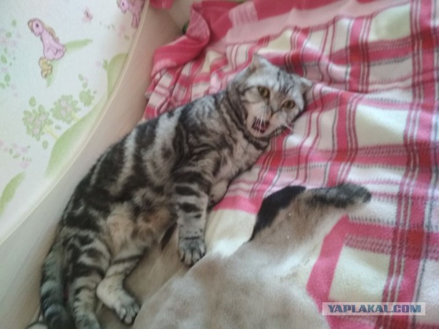 Котовторник  01.05.2018