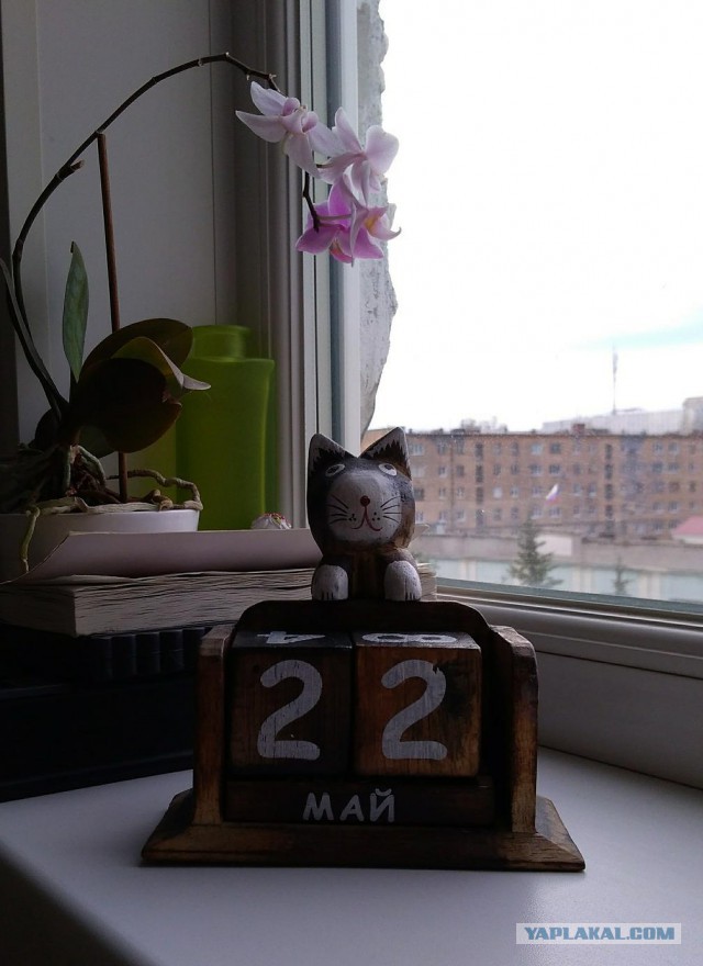 Котовторник 22.05.2018