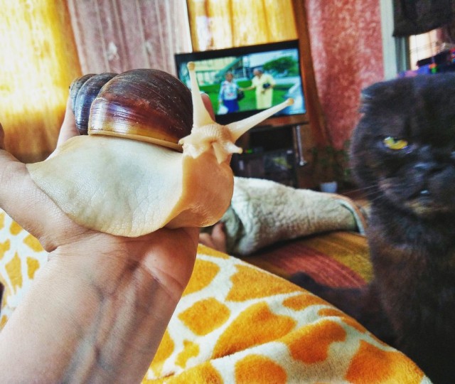 Живность из сети